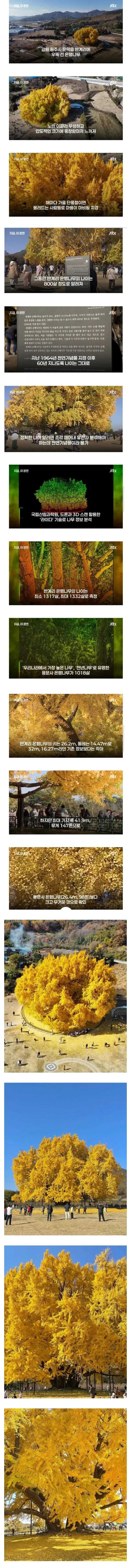 800살이라고-화제였던-은행나무나이-거짓으로-밝혀짐