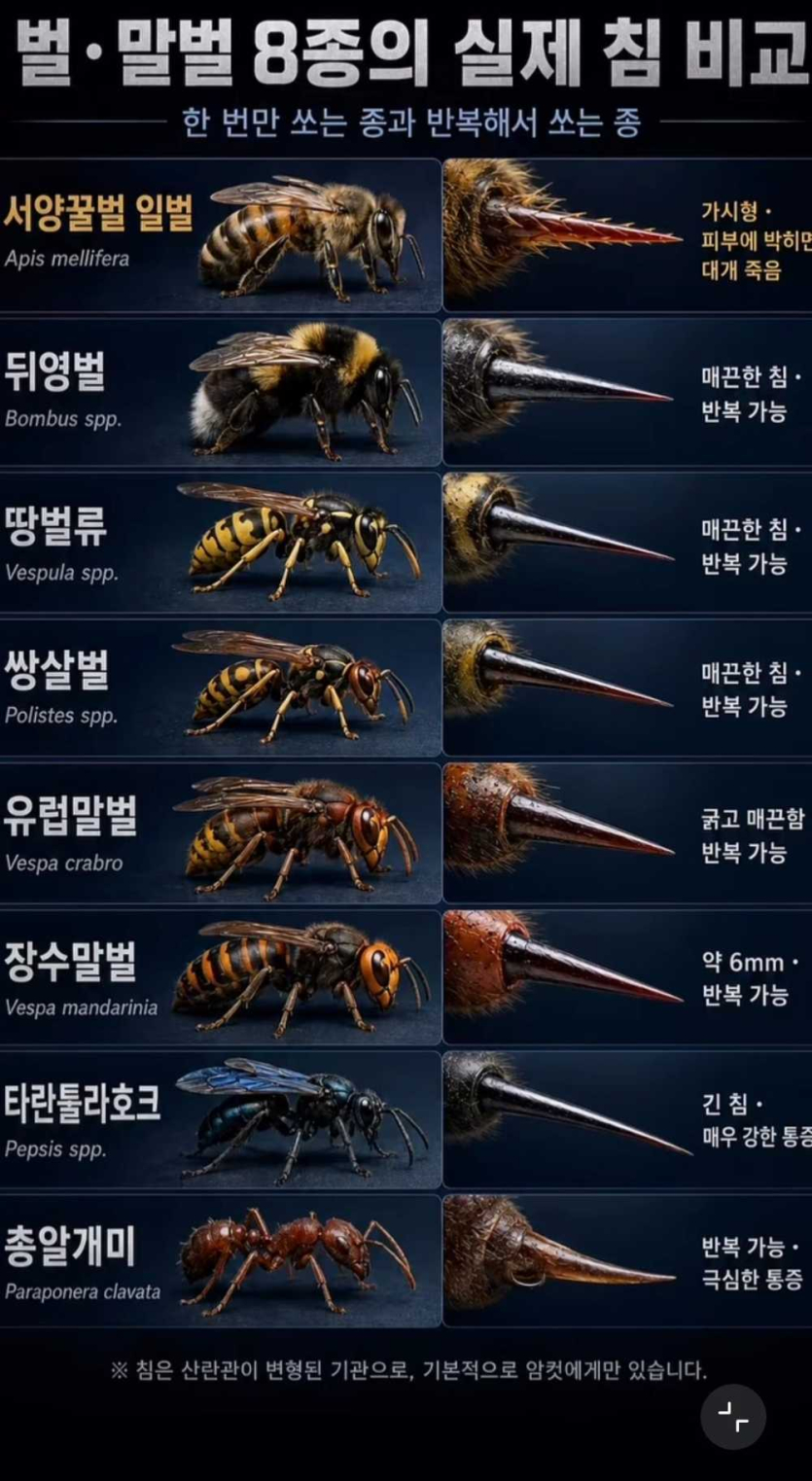 곤충벌-종류와-연타가능한-종