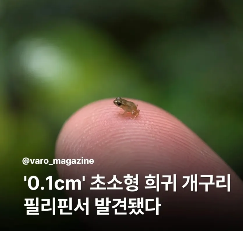 필리핀서-01cm-개구리-발견